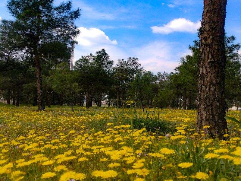 پارک جنگلی خرگوش‌دره